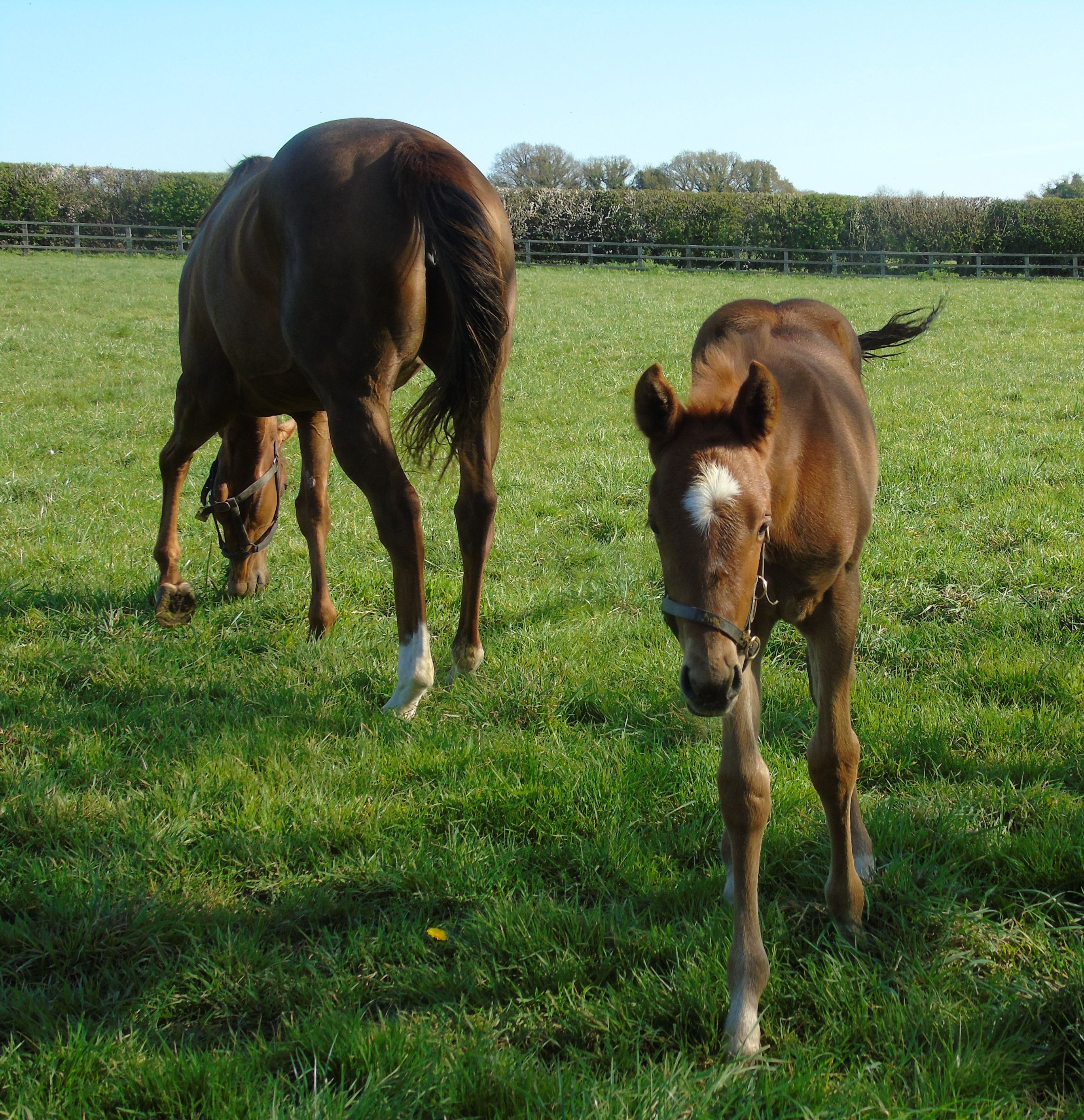 2026 filly by Pinatubo
